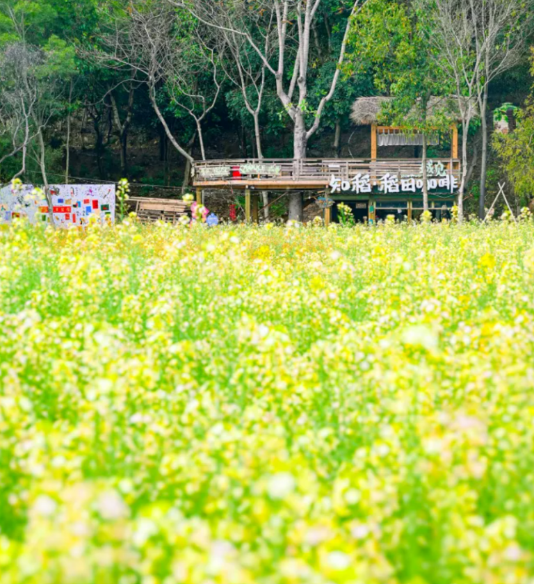Xiamen Spring Travel: A Journey of Flower Viewing, Tea, and Coffee
